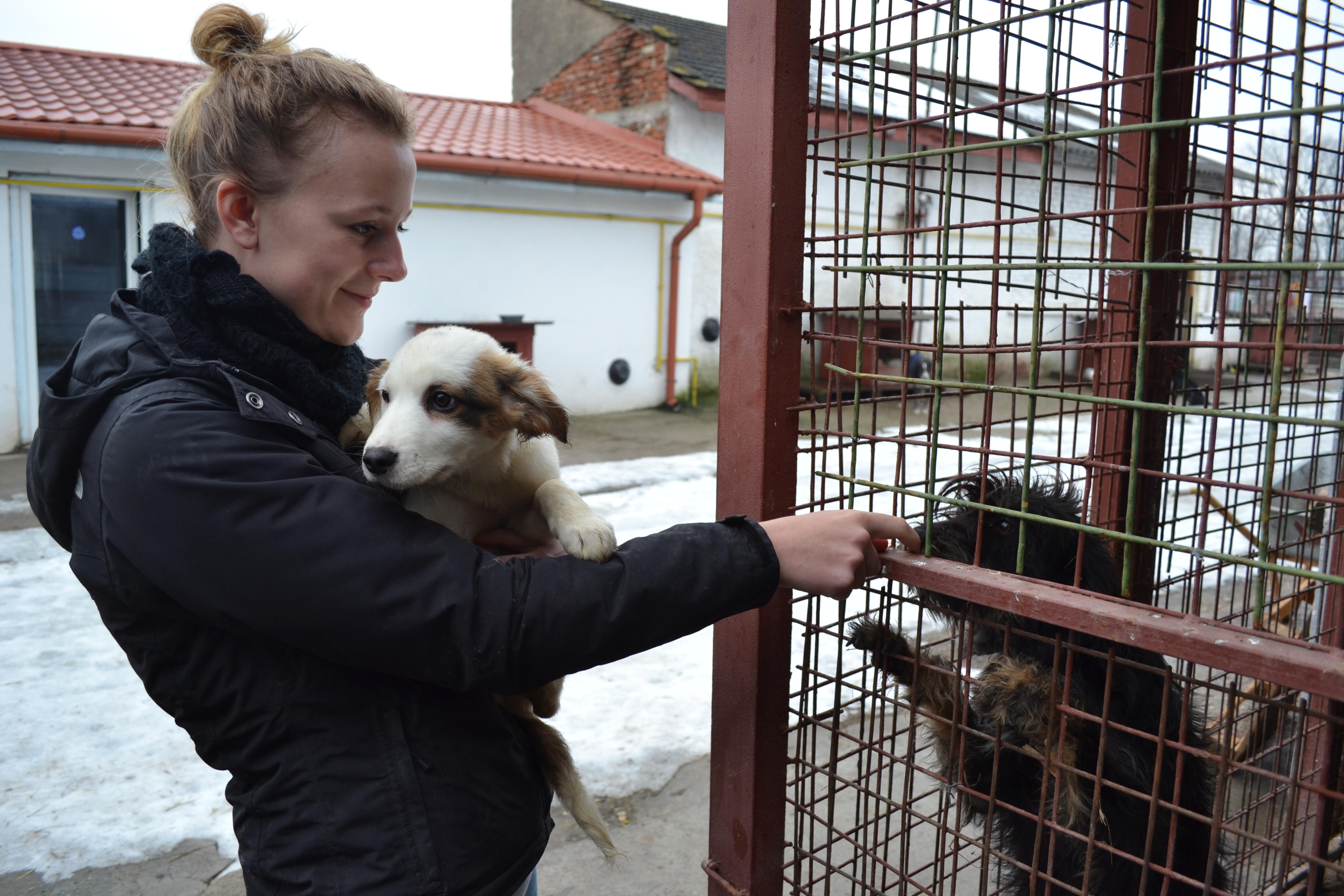 A Projects Abroad volunteer with animals in Romania gives the shelter dogs some love. A volunteer gives the dogs attention while she works with animals in Romania.